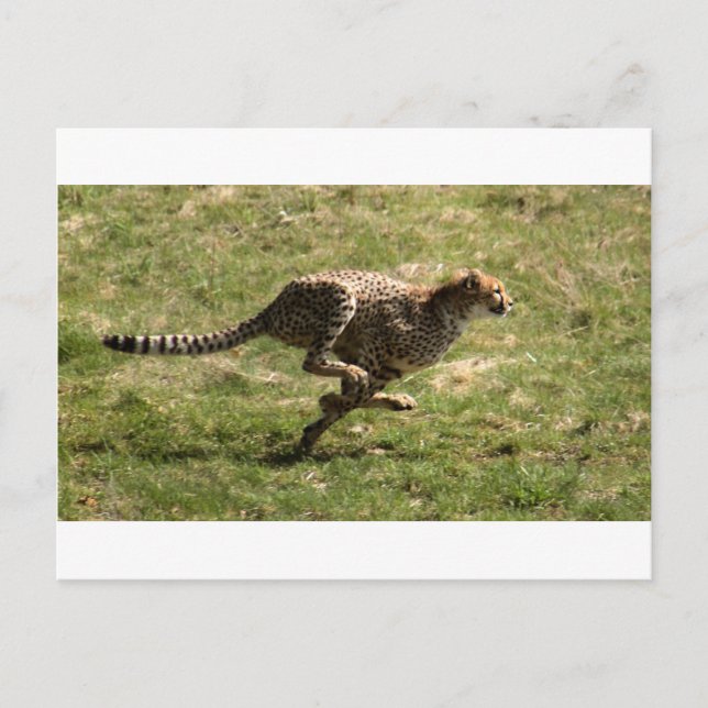 Cartão Postal Galo de cheio (Acinonyx jubatus) (Frente)