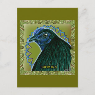 Cartão Postal Galo de Sumatra emoldurado