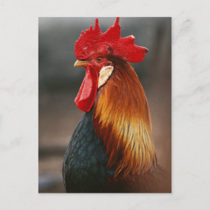 Cartão Postal Galo Doméstico de Quintal