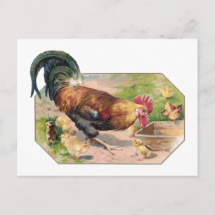 Cartão Postal Galo e Pintinhos