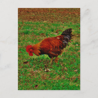 Cartão Postal Galo na grama