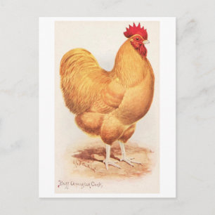 Cartão Postal Galo Orpington Buff Vintage