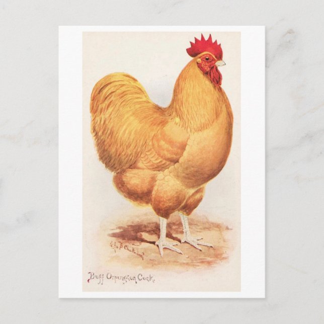 Cartão Postal Galo Orpington Buff Vintage (Frente)