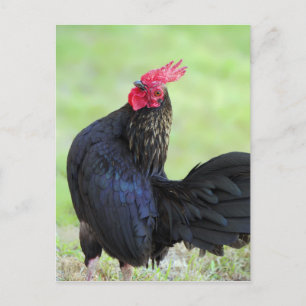 Cartão Postal Galo Preto