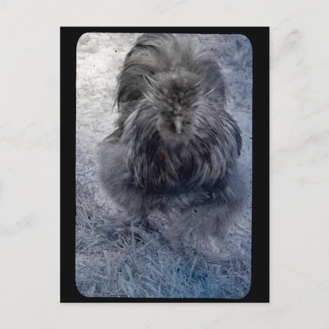 Cartão Postal Galo Silkie Sr. Fluffy  (Frente)