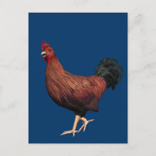 Cartão Postal Galo Vermelho