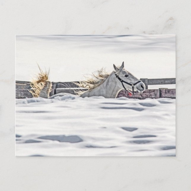 Cartão Postal Galopagem De Cavalo Branco Na Neve (Frente)