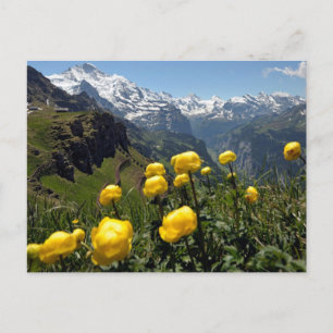 Cartão Postal Gama de jungfrau, flores amarelas silvestres