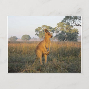 Cartão Postal Gama de produtos da manhã australiana