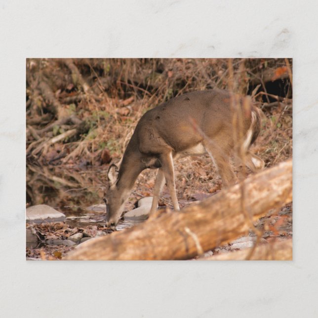 Cartão Postal Gama do bebendo (Frente)