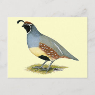 Cartão Postal Gambel's Desert Quail