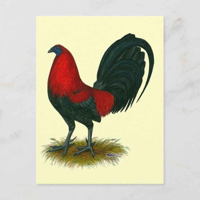 Cartão Postal Gamecock Americano: Vermelho Marrom (Frente)