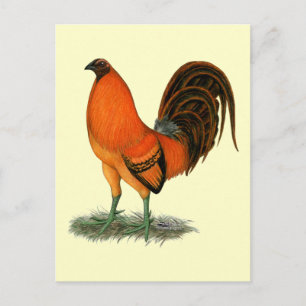 Cartão Postal Gamecock Ginger Red Rooster