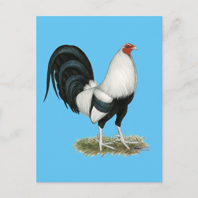 Cartão Postal Gamecock prateado (Frente)