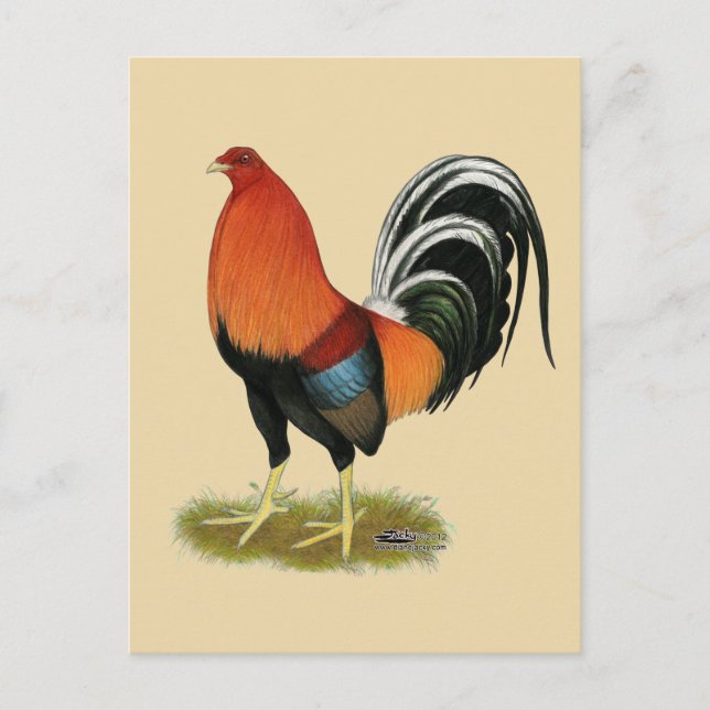 Cartão Postal Gamecock Wheaten Rooster (Frente)