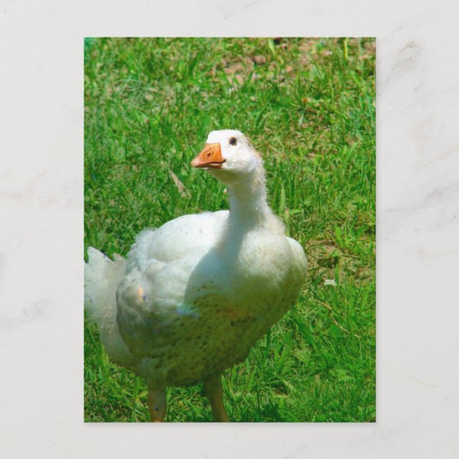 Cartão Postal Gander (Frente)