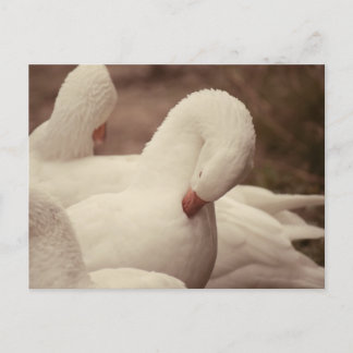 Cartão Postal Gans Postkarte