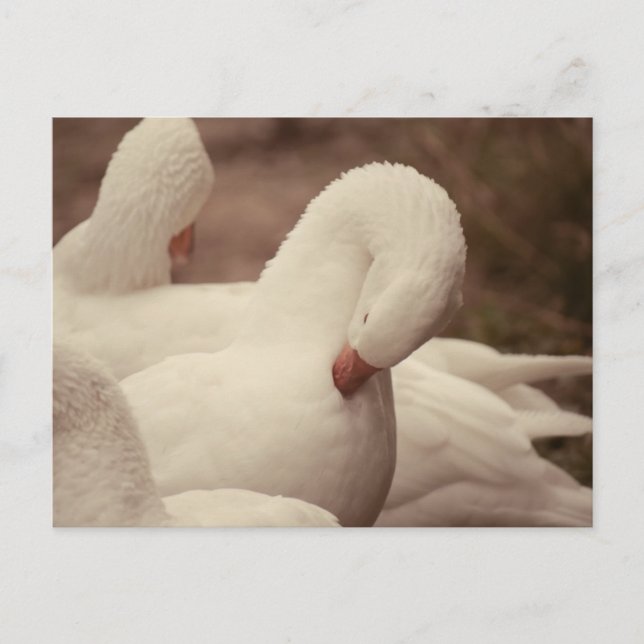 Cartão Postal Gans Postkarte (Frente)