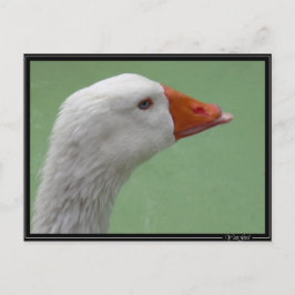 Cartão Postal ganso1