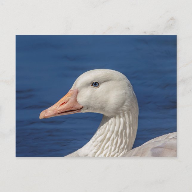 Cartão Postal Ganso Branco Canadiano (Frente)