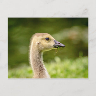 Cartão Postal Ganso Canadense (Gansinho)