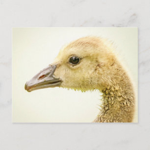 Cartão Postal Ganso canadense (Gosling)
