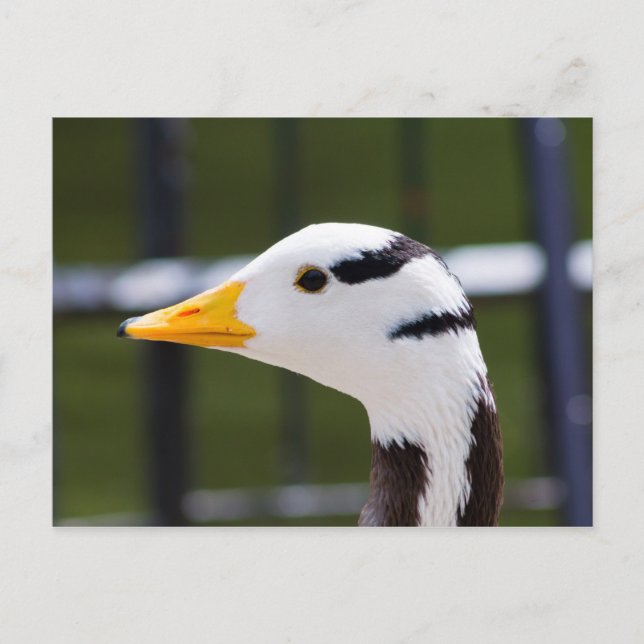 Cartão Postal Ganso com cabeça de bar (Frente)