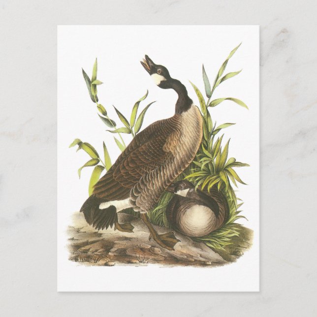 Cartão Postal Ganso de Canadá por Audubon (Frente)