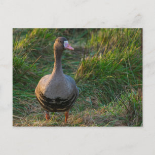 Cartão Postal Ganso de frente branca