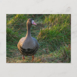 Cartão Postal Ganso de frente branca