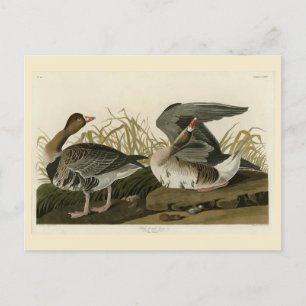 Cartão Postal Ganso de frente branca das aves de Audubon da Amér