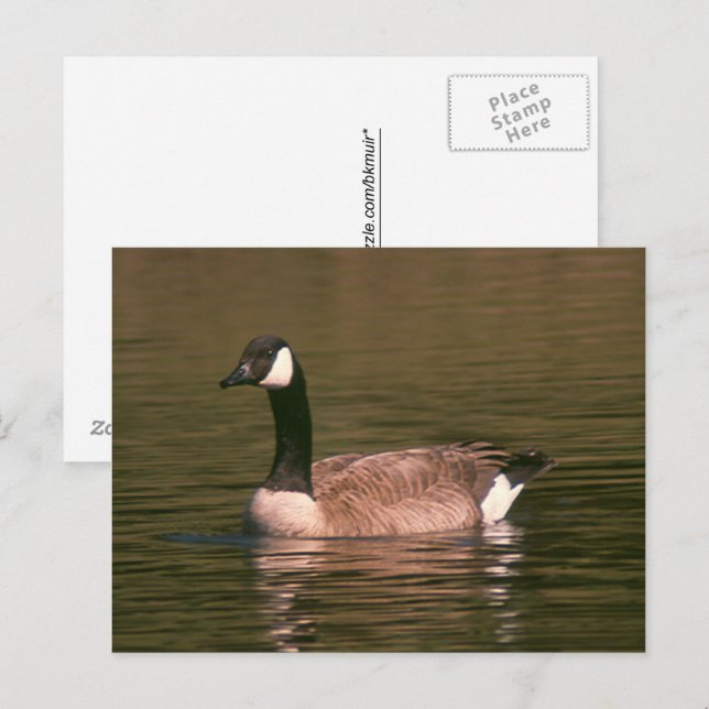 Cartão postal - Ganso Tranquilo (Frente/Verso)