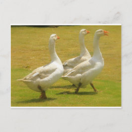 Cartão Postal gansos