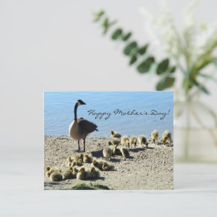 Cartão Postal Gansos Bebês e Mamãe Gansa 2