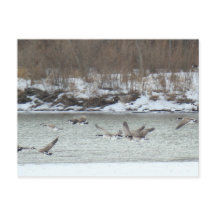 Gansos canadenses B7 em voo