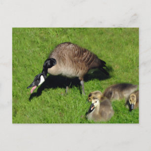 Cartão Postal Gansos Canadenses Com Mãe 1