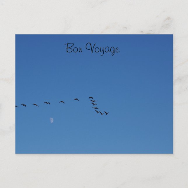 Cartão Postal Gansos canadenses em voo (Frente)