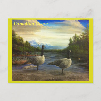 Cartão Postal Gansos canadenses no Lago Beaver. -Postal