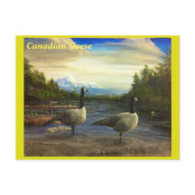 Gansos canadenses no Lago Beaver. -Postal