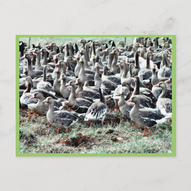 Cartão Postal Gansos de borda branca e voadora na Caneta (Frente)