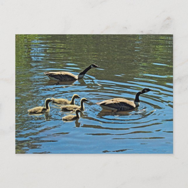 Cartão Postal Gansos do Canadá com Goslings (Frente)