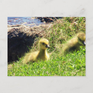 Cartão Postal Gansos-do-canadá Filhotes Explorando o Ambiente
