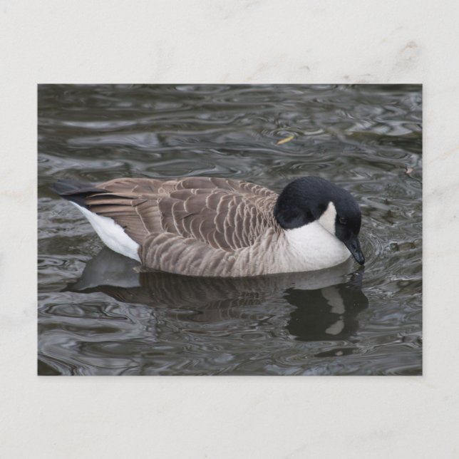 Cartão Postal Gansos do Canadá flutuando em água vívida Cartão-p (Frente)