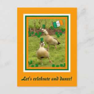 Cartão Postal Gansos fazem dança irlandesa