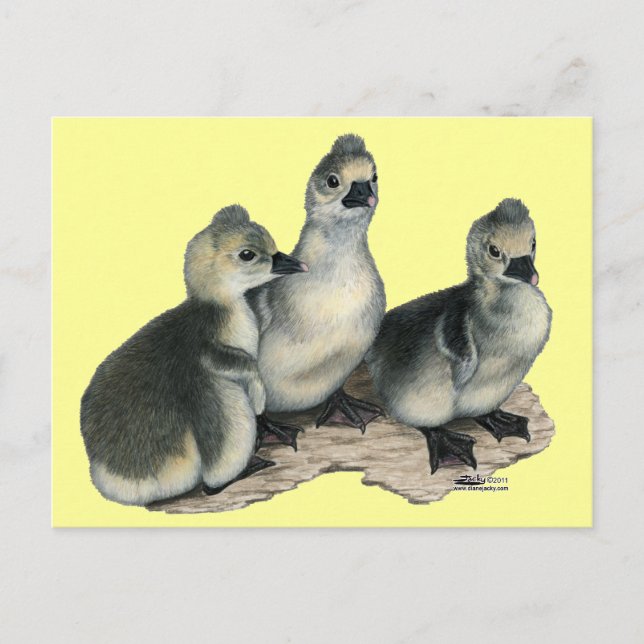 Cartão Postal Gansos Jovens Tufted Toulouse (Frente)