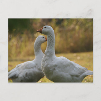 Cartão Postal Gansos na Austrália