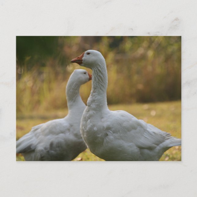 Cartão Postal Gansos na Austrália (Frente)