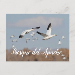 Cartão Postal Gansos no Céu Bosque del Apache