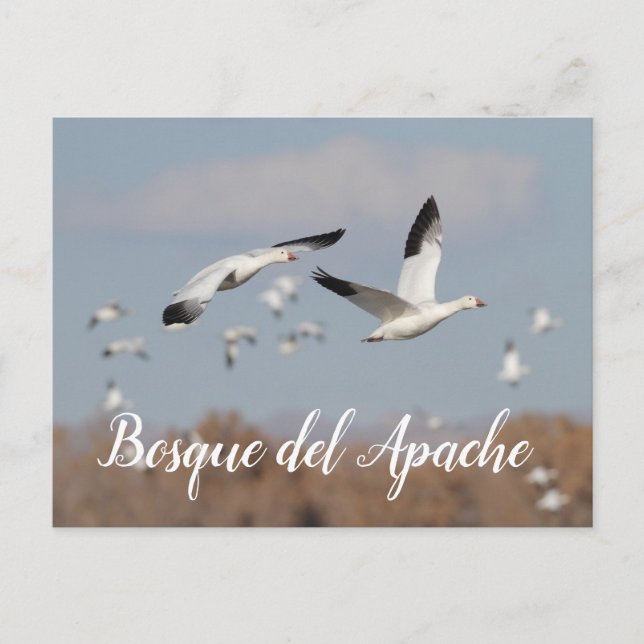 Cartão Postal Gansos no Céu Bosque del Apache (Frente)