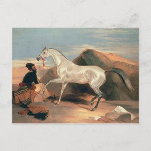 Cartão Postal Garanhão Árabe